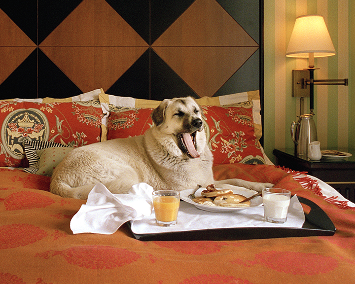 Luxury Hotel Dog Pic #1