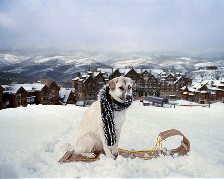 Luxury Hotel Dog pic #3